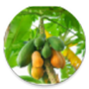 Dole-Papaya APK