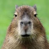 Capybara Song