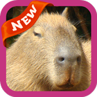 Capybara Wallpaper আইকন