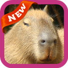 Capybara Wallpaper biểu tượng