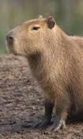 Capybara Wallpaper Affiche