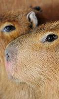 Capybara Wallpaper ảnh chụp màn hình 1