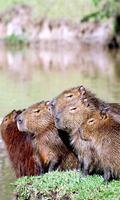 Capybara Wallpaper ảnh chụp màn hình 2