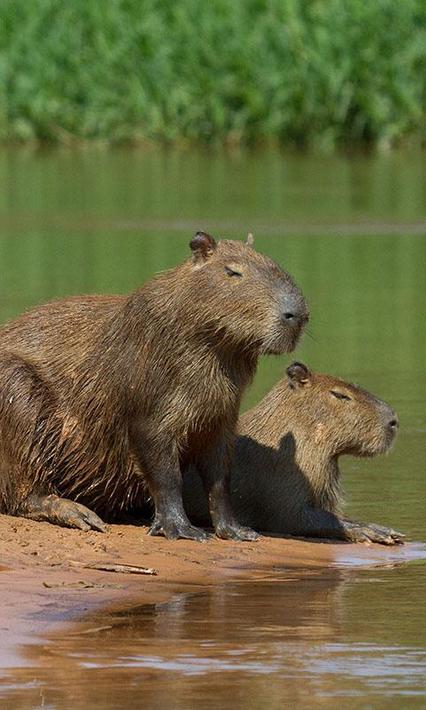 Capybara Wallpaper for Android - APK Download