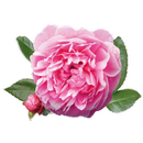 Dini Bilgiler ve Namaz Vakti APK