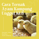 Ternak Ayam Kampung Unggul KUB APK