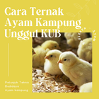 Ternak Ayam Kampung Unggul KUB Zeichen