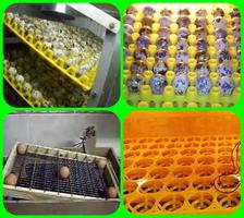 how to make an egg hatching ma poster