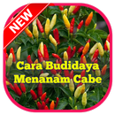 Cara Budidaya Menanam Cabe APK