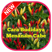 ”Cara Budidaya Menanam Cabe