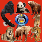 Animals in WebCam icône
