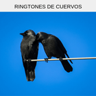 Ringtones de cuervos, tonos y sonidos de cuervos 아이콘