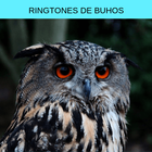 Ringtones buhos, tonos y sonidos de buhos gratis أيقونة