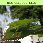 ringtones de grillos, tonos y sonidos de grillos أيقونة