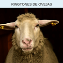 Ringtones de ovejas, tonos y sonidos de ovejas APK