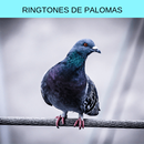 ringtones de palomas, tonos y sonidos de palomas APK