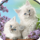 Cute Cat Wallpaper icon