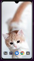 Cute Cat Wallpaper screenshot 3