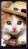 Cute Cat Wallpaper poster