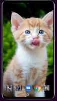 Cute Cat Wallpaper screenshot 1