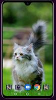 Cute Cat Wallpaper screenshot 2
