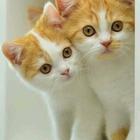 صور قطط كيوت ไอคอน