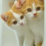 صور قطط كيوت icono