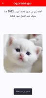 صور قطط كيوت 海报