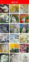 صور قطط كيوت تصوير الشاشة 1