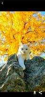 صور قطط كيوت تصوير الشاشة 2