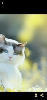 صور قطط كيوت 스크린샷 3