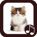 Cat Meow Real Sounds APK