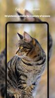 Cute Cat Wallpapers HD captura de pantalla 1