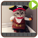 70+ Funny Cat Addict Collection APK