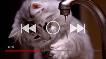 70+ Funny Cat Addict Collection syot layar 1