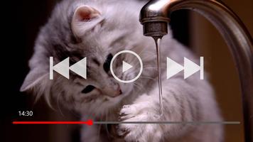 70+ Funny Cat Addict Collection 截圖 1
