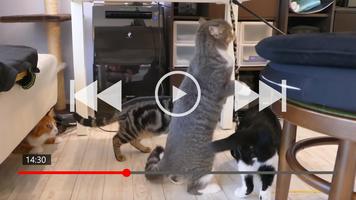 70+ Funny Cat Addict Collection скриншот 3