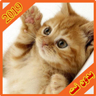 القطة المشمشية الأصلية 2019 بدون نت icône
