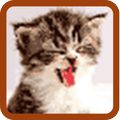 Cat Pixel Art