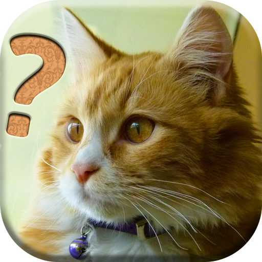 Cats Quiz - All about Cats