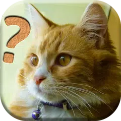 Cats Quiz - All about Cats