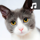 Cat Ringtones APK