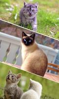 Kätzchen & Katze Sounds: Katzenrufe & Katzenbilder Plakat