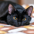 Cats wallpapers