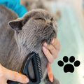 Cat Care and training