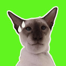 Cat Memes Stickers APK