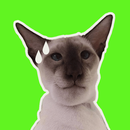 Cat Memes Stickers-APK