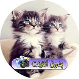 خلفيات قطط hd