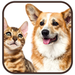 Wallpaper Cat and Dog アイコン