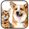 Wallpaper Cat and Dog